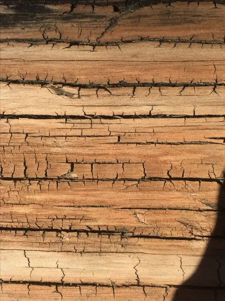 (Sheesham wood) Sheesham wood vs Teak wood - Cracking